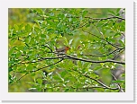 punarinta  Robin * 800 x 584 * (409KB)